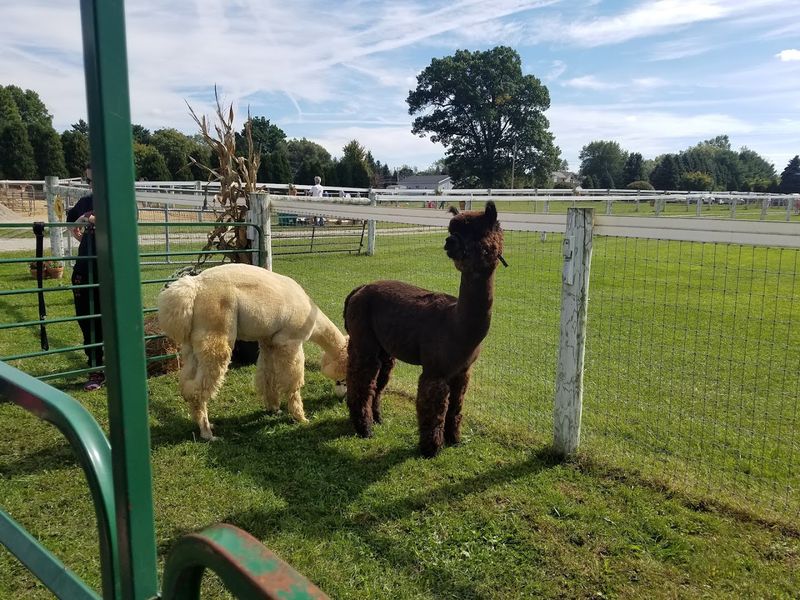 Sunny Meade Alpacas Ltd (Swanton, OH)