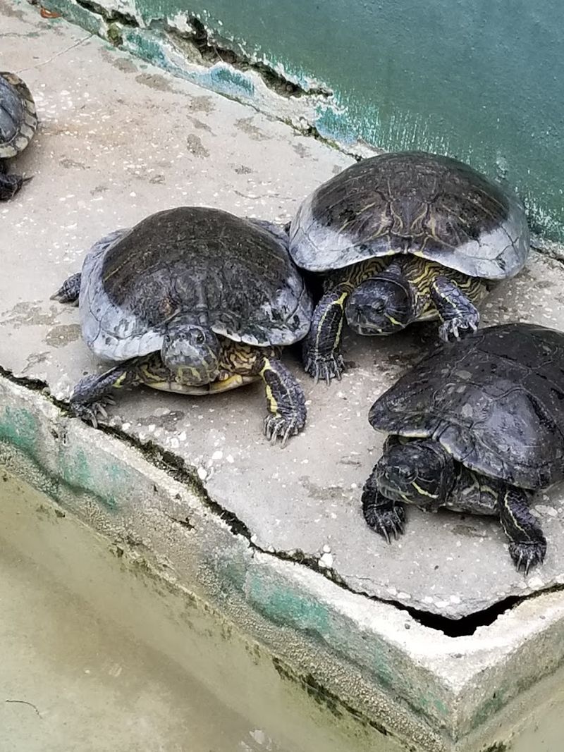 Animals Beyond Gators