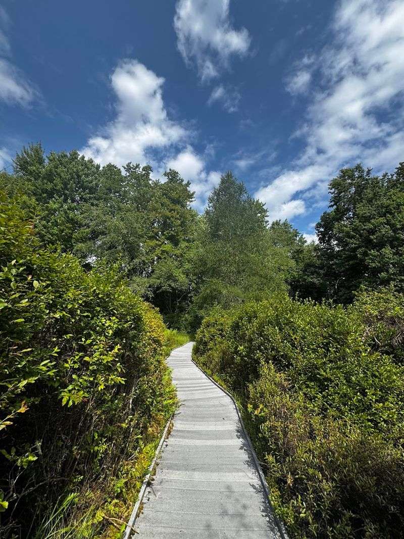 Photography Playbook for the Bog