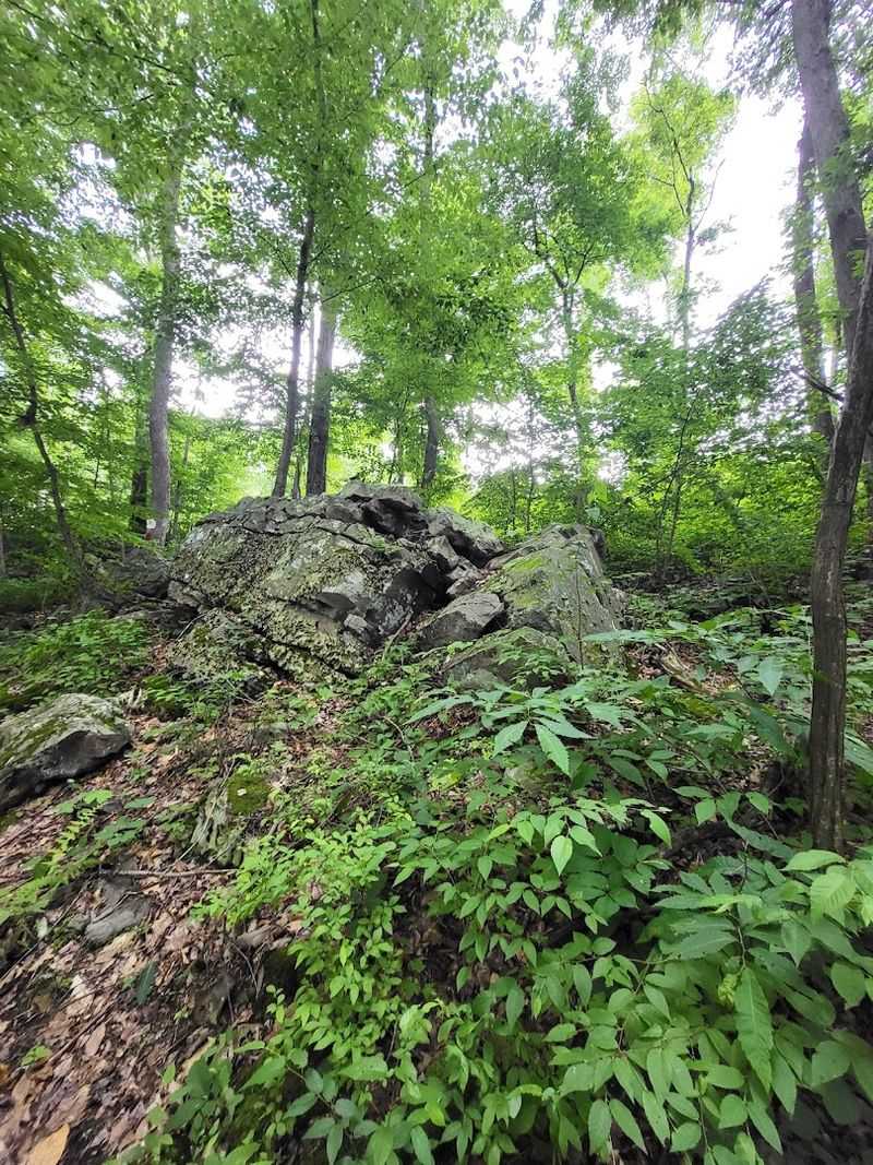 Moss-Covered Rocks and Fern-Lined Trails
