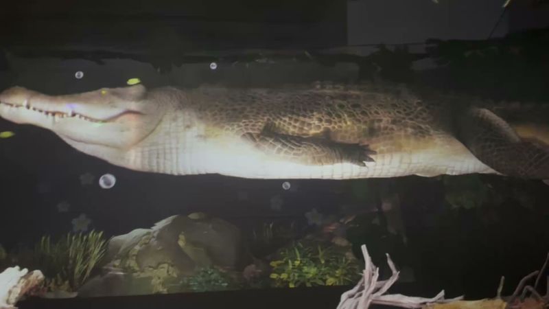 Aquarium Interactive Room