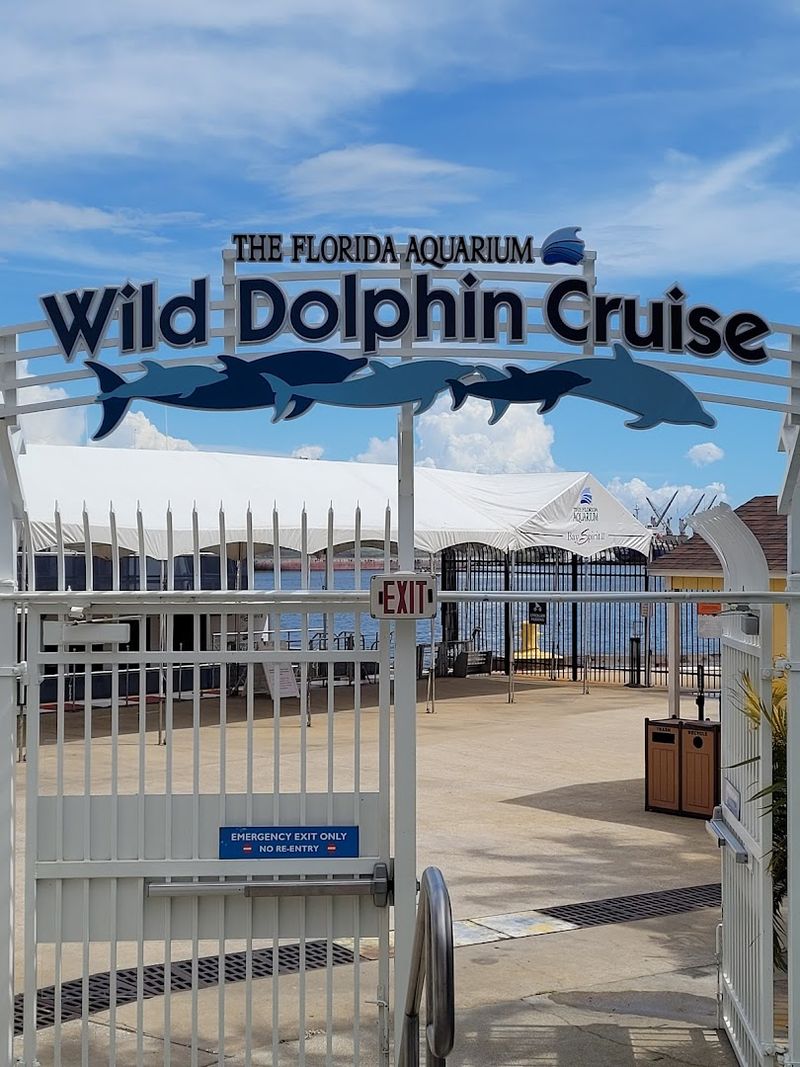Wild Dolphin Cruise Adventure