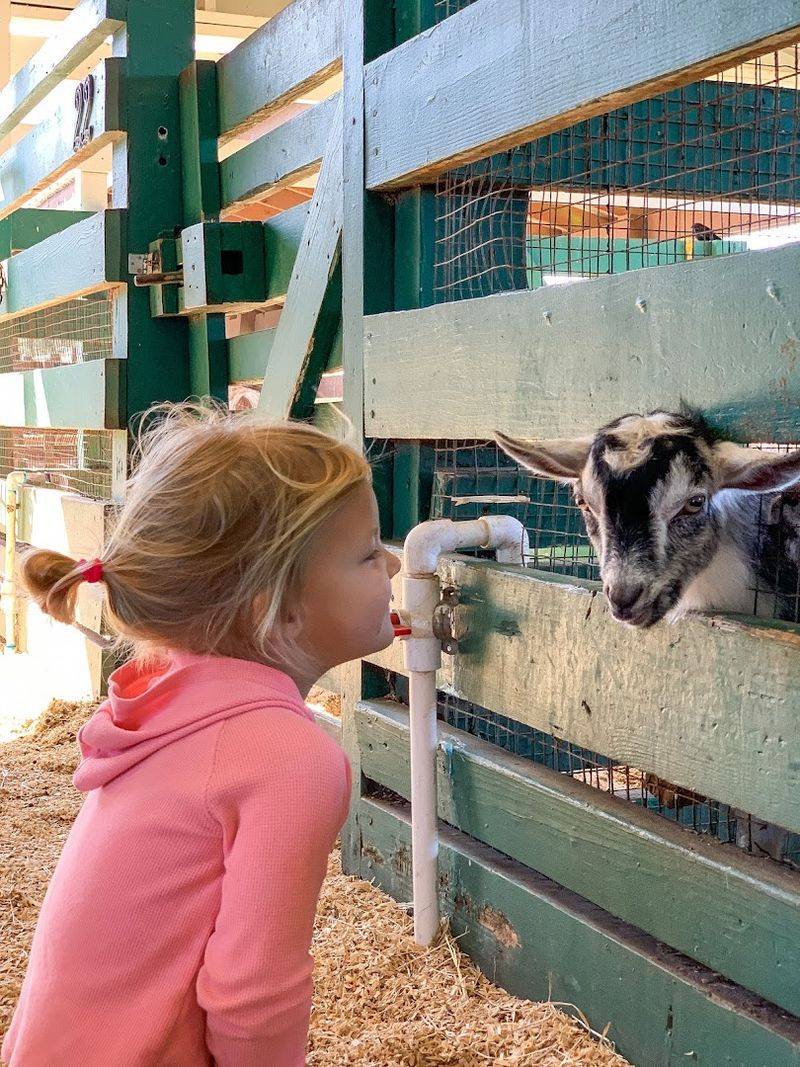 Petting Farm & Pony Rides for Families