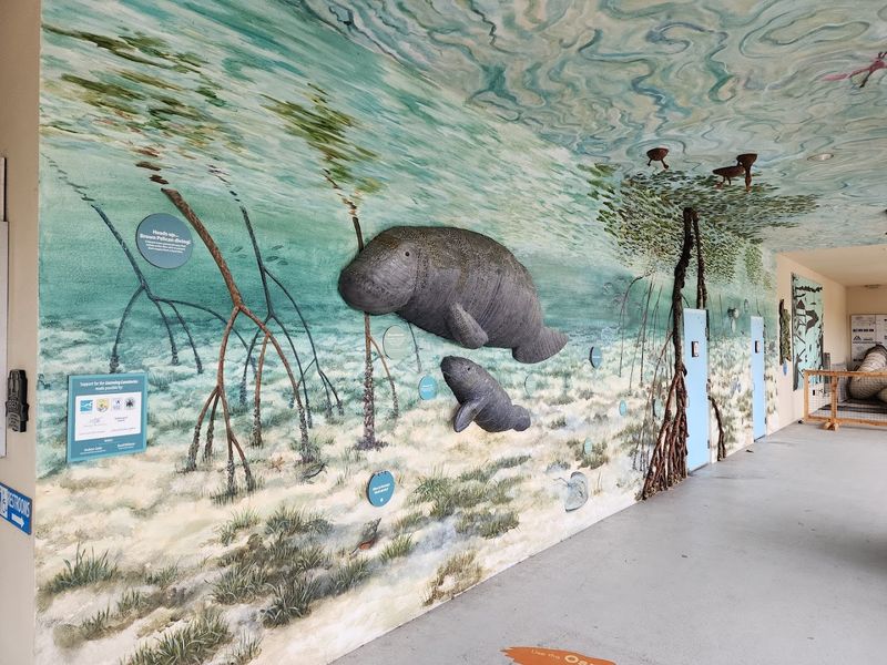 Magical Manatee Watching Opportunities