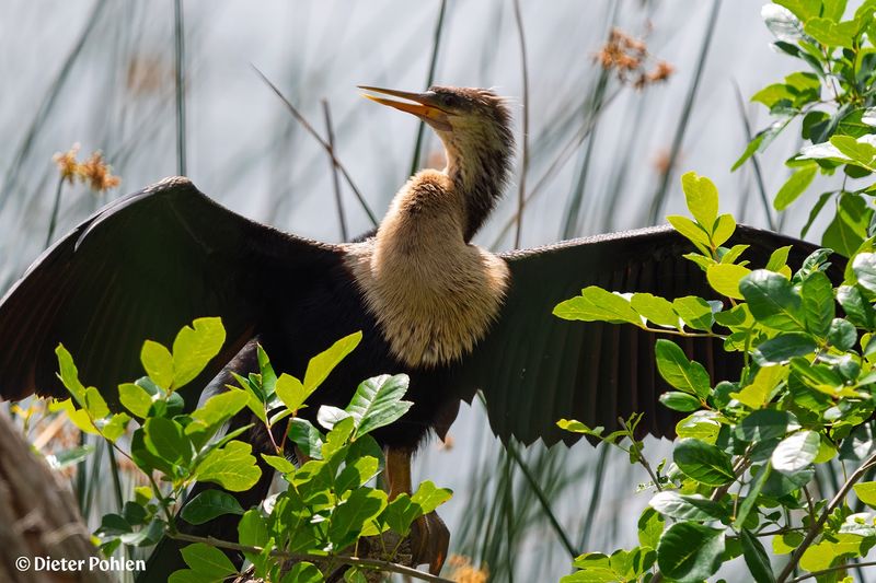 Home to Over 220 Bird Species