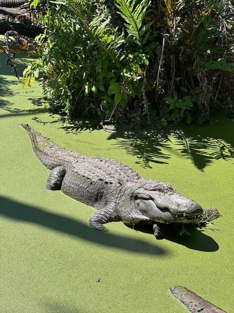 Wildlife Encounter Show