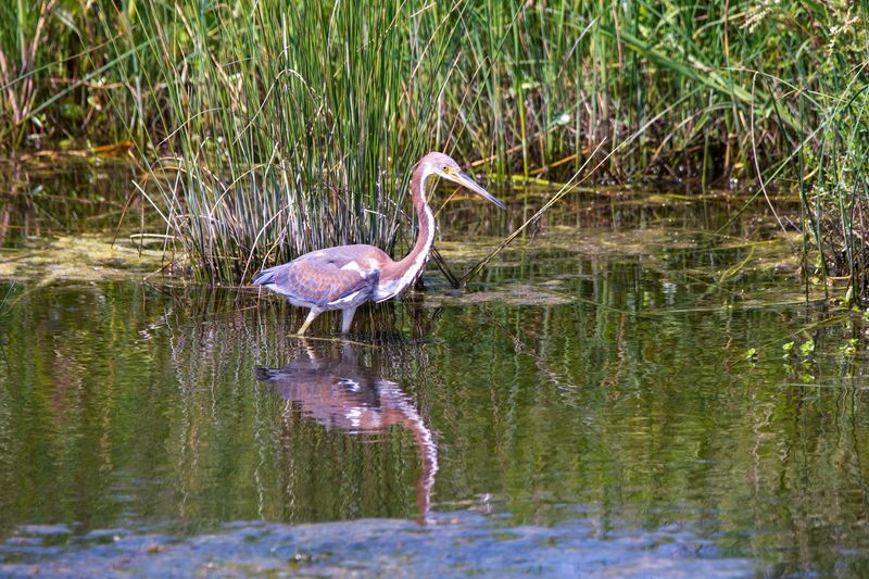 Pea Island National Wildlife Refuge &mdash; Rodanthe