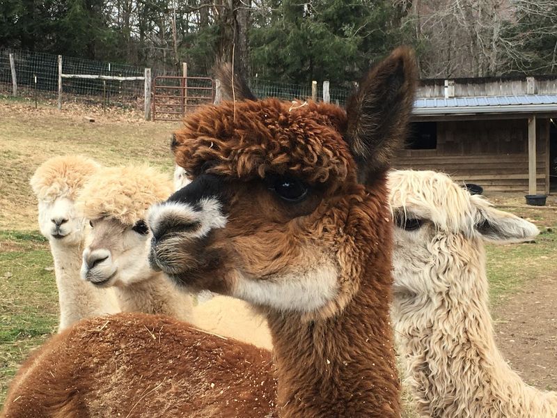 Apple Hill Farm (Banner Elk)