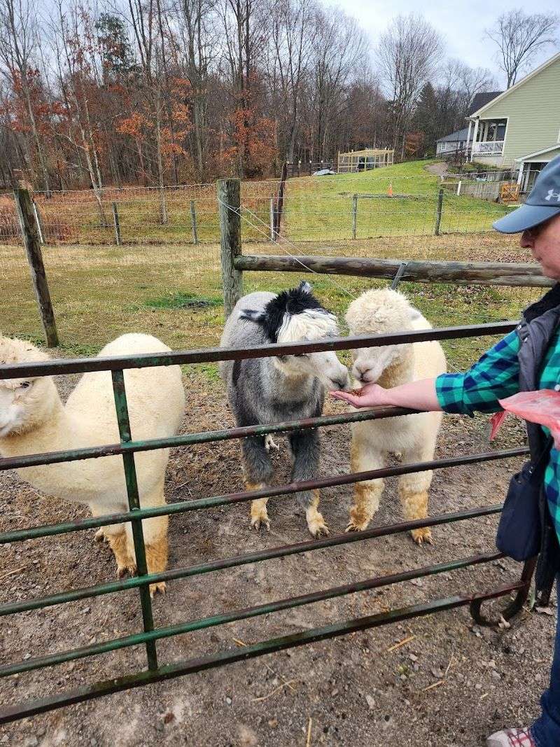 Cross Creek Suris Alpacas (Loveland, OH)