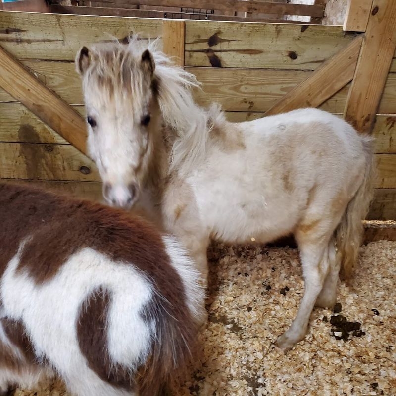 Tiny Horse Encounters