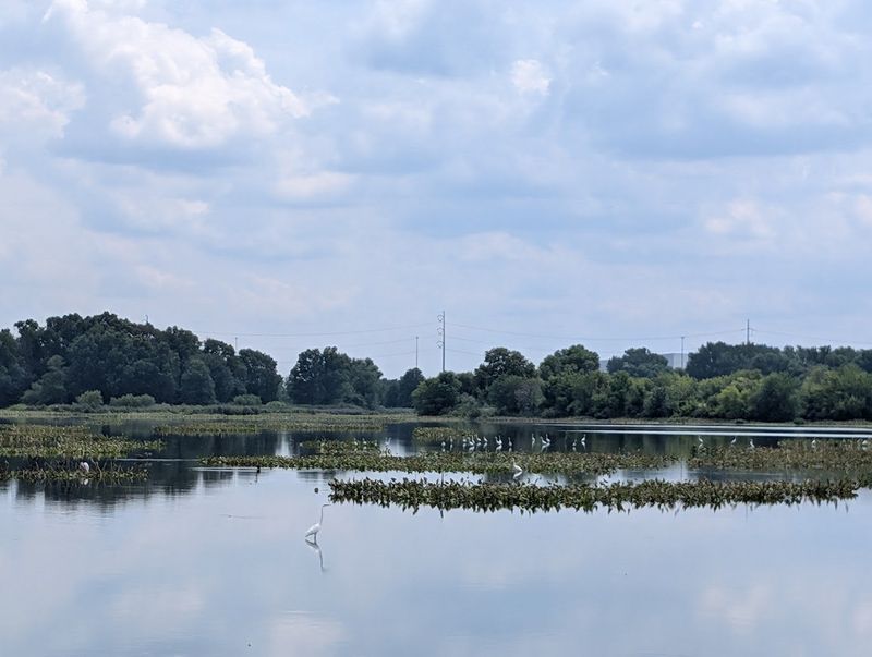 Tinicum Marsh and Pennsylvania's Largest Freshwater Tidal Wetland