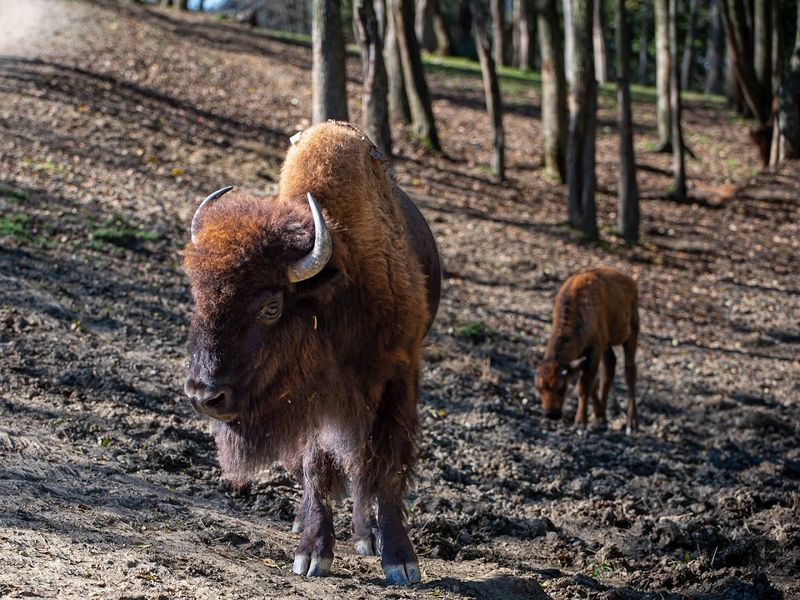 Visitor Info and Tips for Planning Your Trip