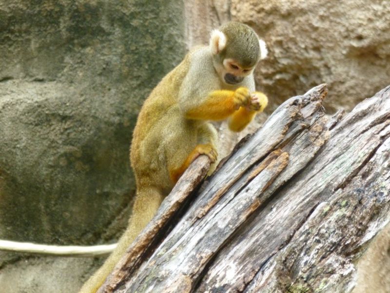 Home to Some of Florida's Most Exotic and Rare Wildlife