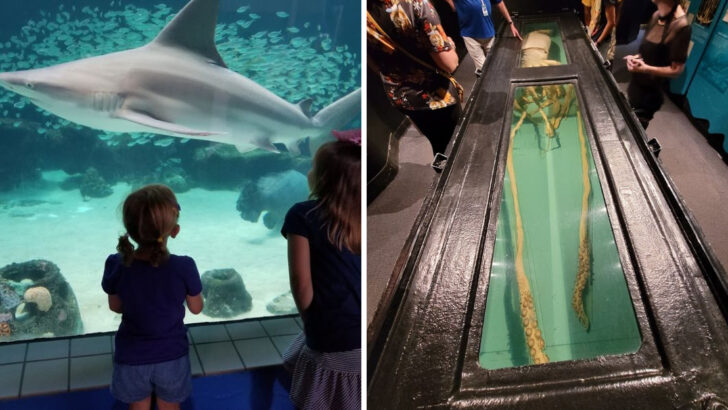 An Aquarium in Florida Built Around a Real Marine Lab Gives Families a Look at Ocean Science Most People Never See