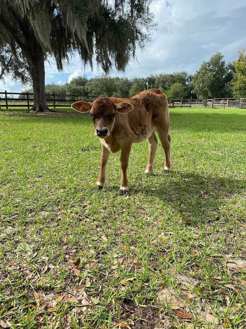 Peaceful Clermont Countryside Views