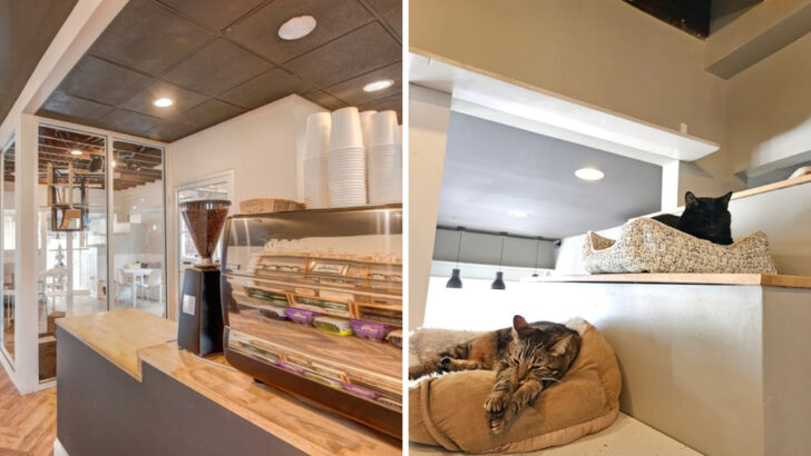 An Ordinary Ohio Coffee Run Turns Into Purrs, Whiskers, And Rescue Cats You Might Want To Take Home