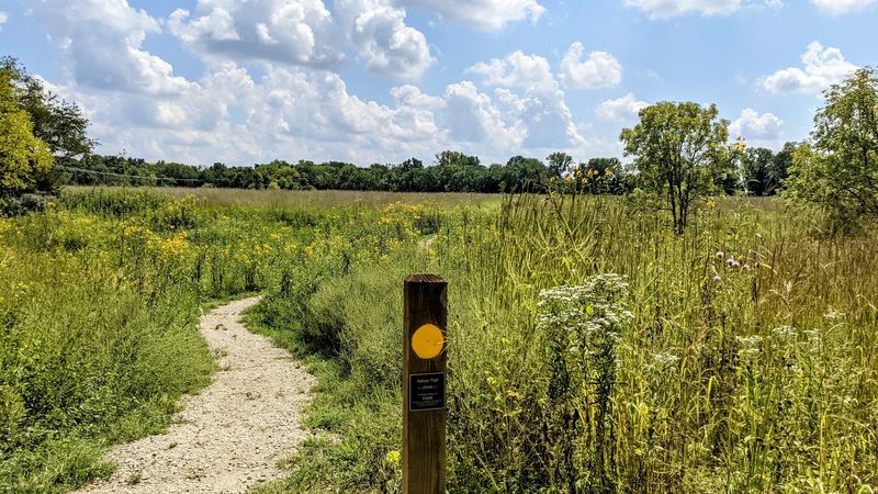The Yellow Trail Prairie Wildflower Blooms