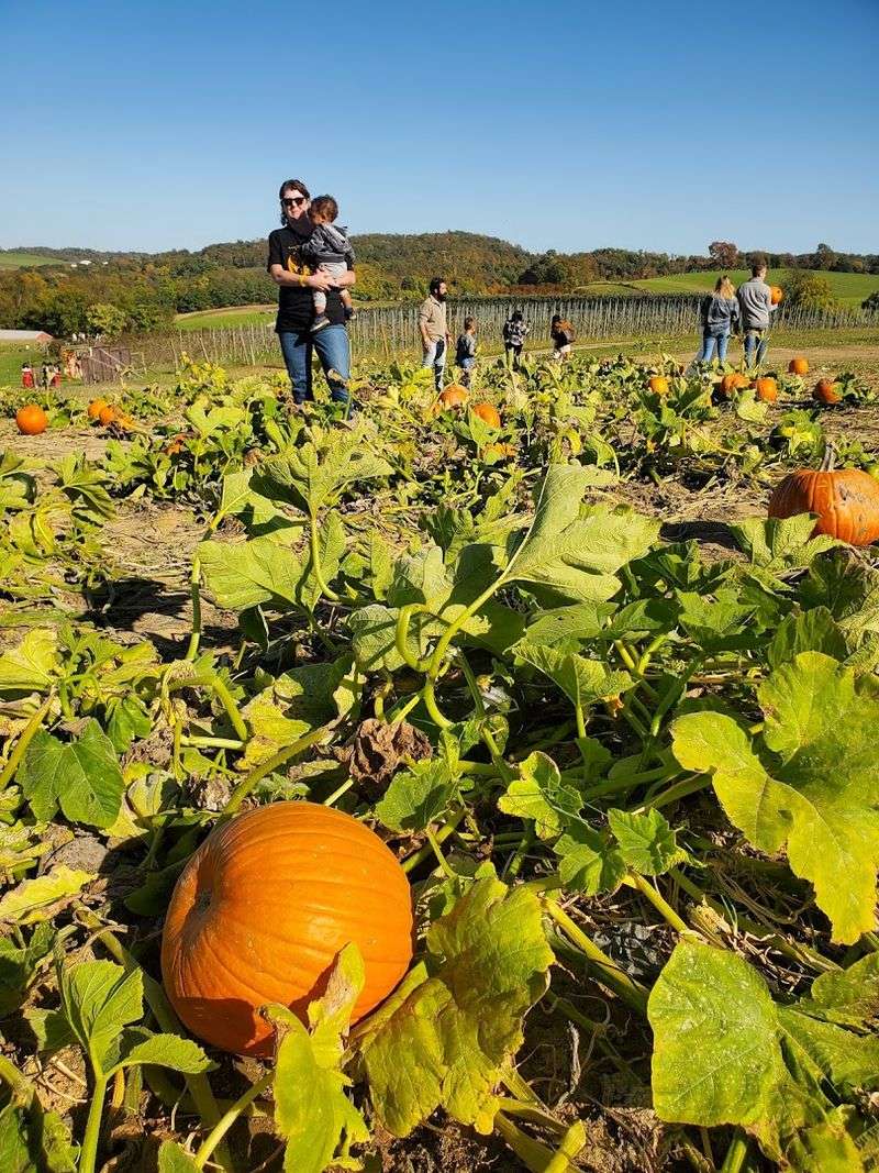 Pumpkin Patch and Pumpkin Picking
