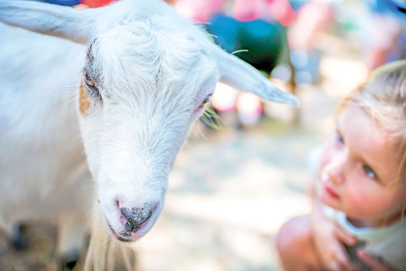 Farm Easter Festival at Green Meadows Petting Farm