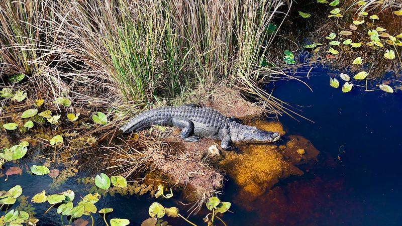 Hobe Sound National Wildlife Refuge