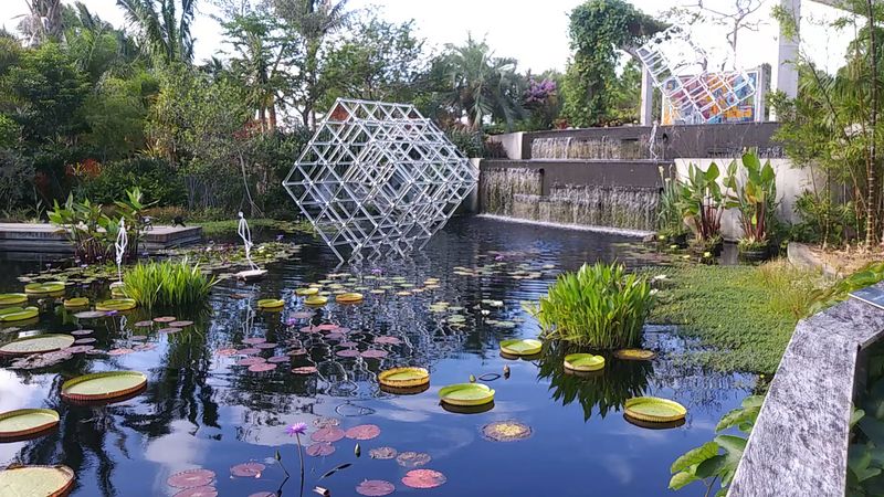 Water Garden Featuring Massive Lily Pads