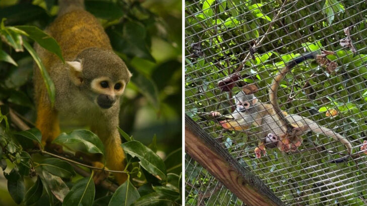 At This Florida Attraction You Walk Through Caged Tunnels While 300 Monkeys Roam Free Around You
