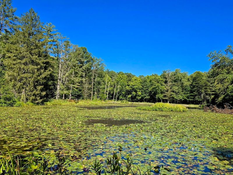 Wahkeena Nature Preserve: A Quiet Forest Sanctuary Most Ohioans Have Never Heard Of