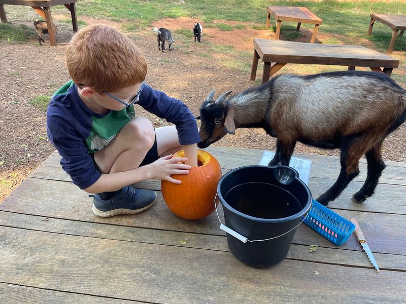 Pumpkin Carving With Goats Event