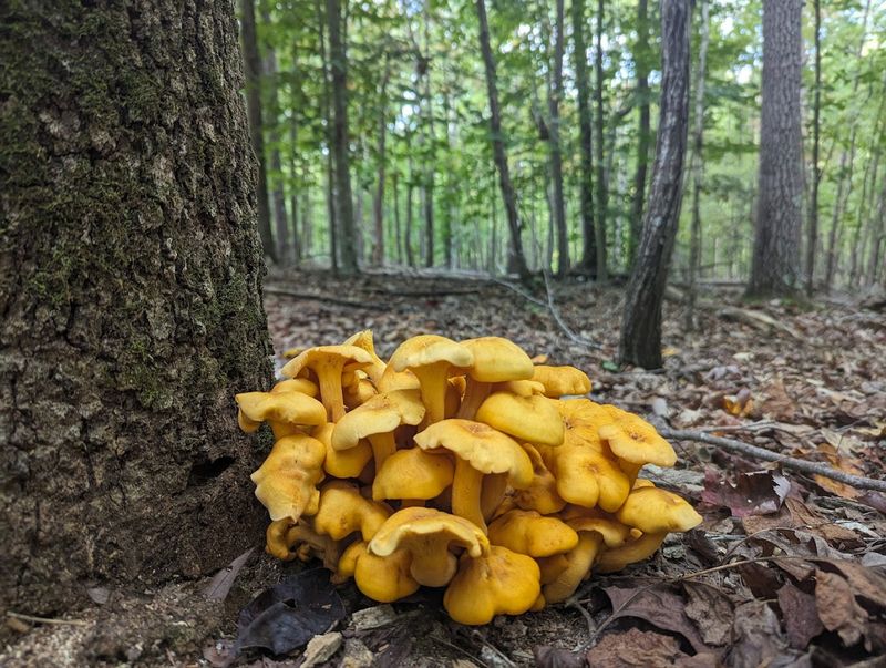 Wildlife Watching on Rolling Ridges