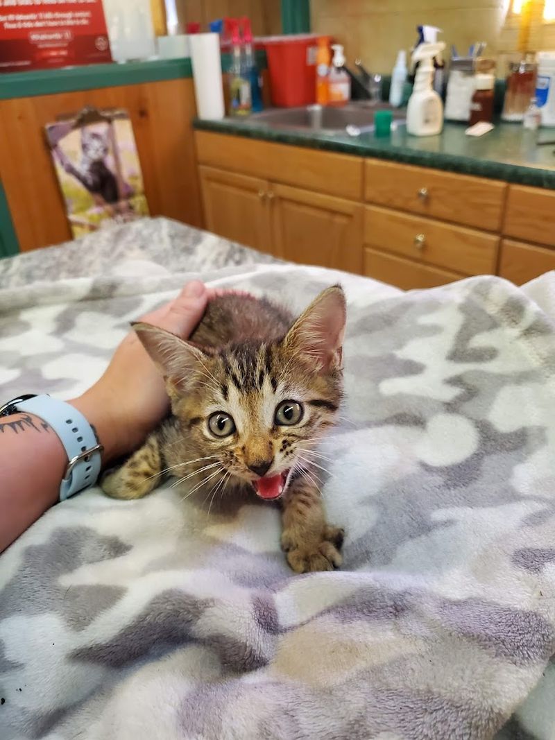 Veterinary Care That Doesn't Empty Your Wallet