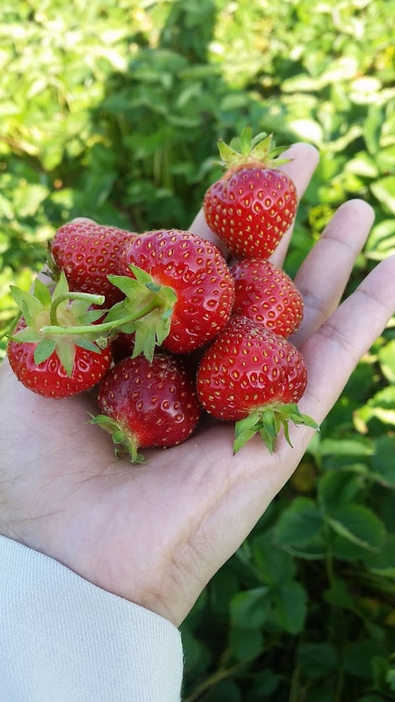 Pick-Your-Own Season Begins In Late Spring