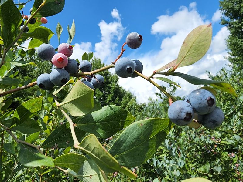 Brushy Mountain Berry Farm (Moravian Falls, NC)