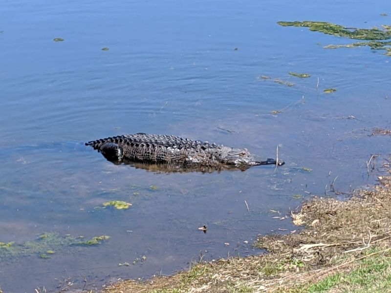 Wildlife Is Part of Everyday Life