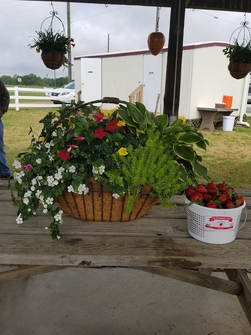 Taylor Orchards &ndash; Reynolds, GA