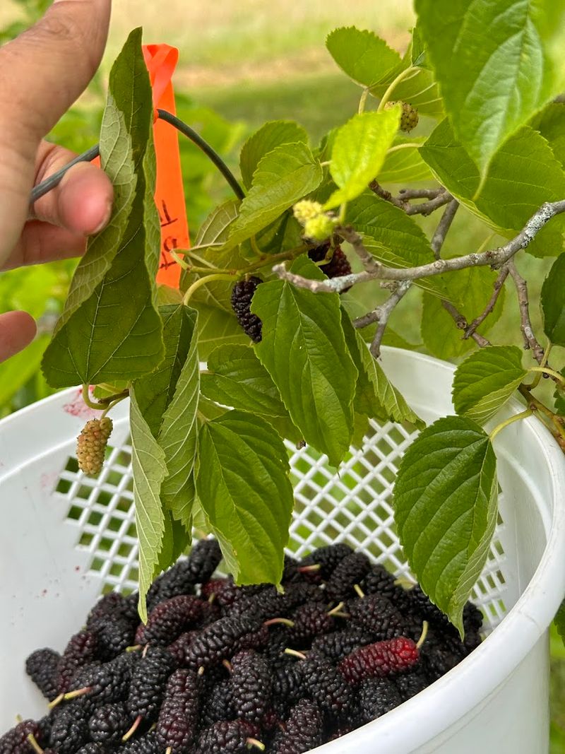 Buffalo Creek Berry Farm &ndash; Lexington, GA