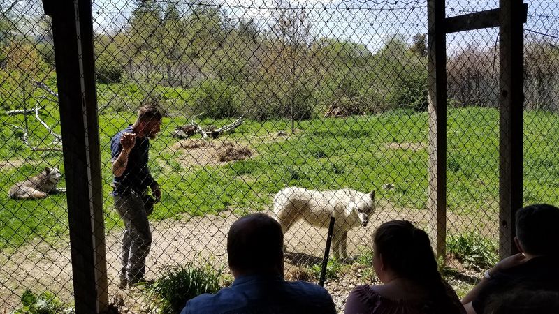 Photography Tips That Respect The Wolves