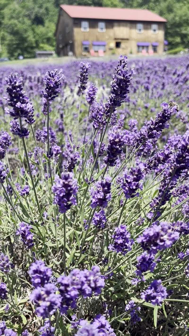 Pick Your Own Lavender Guide