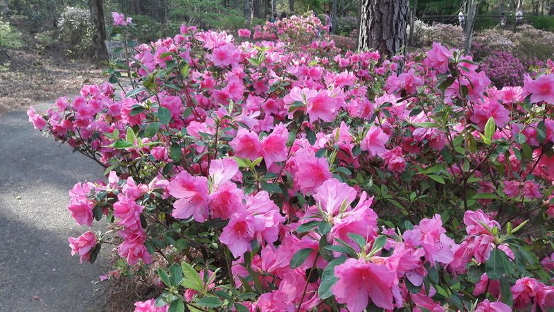 Visitor Info and Tips for Planning Your Trip