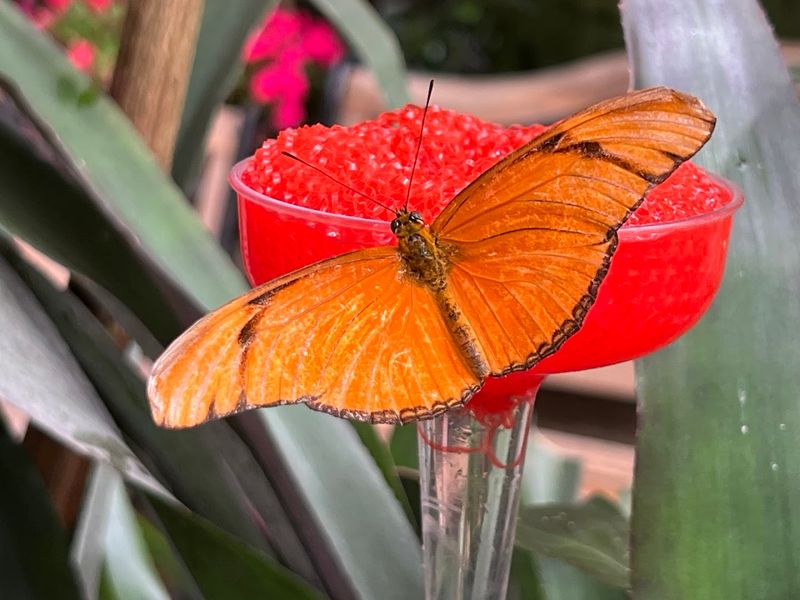 Learning and Conservation