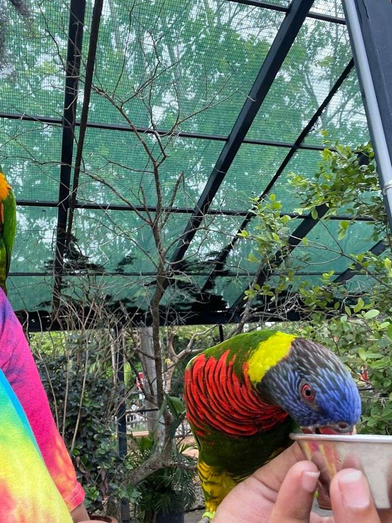 Bird Feeding Experience