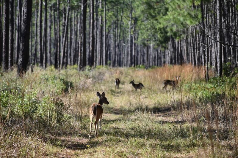 Ochlockonee River State Park (Sopchoppy)