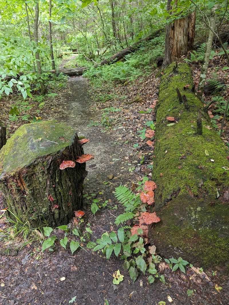 Trails That Range From Easy Walks to Serious Climbs