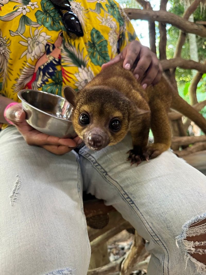 Kinkajou Encounter