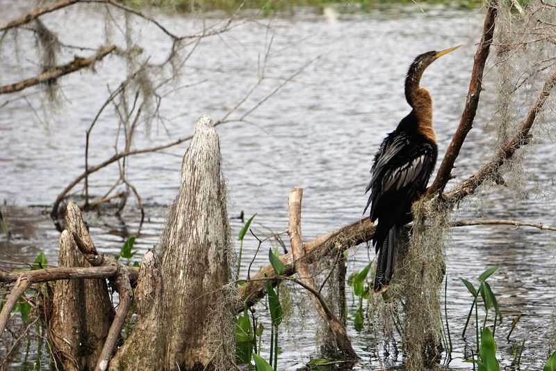 Wildlife Encounters at Every Turn