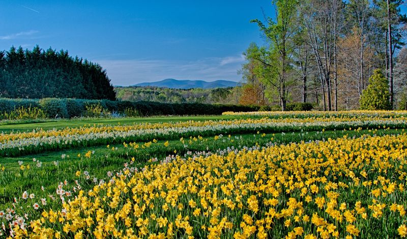 Gibbs Gardens Daffodil and Spring Blooms