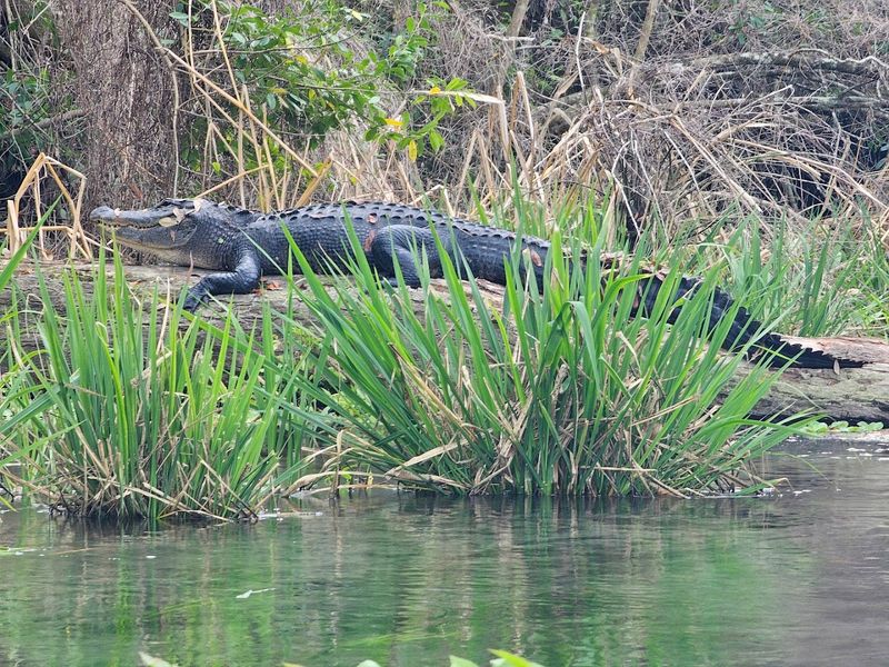 Ichetucknee Springs State Park