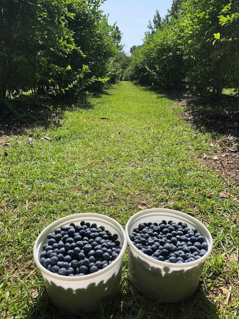 Dr. Young's Pond Berry Farm (Angier, NC)