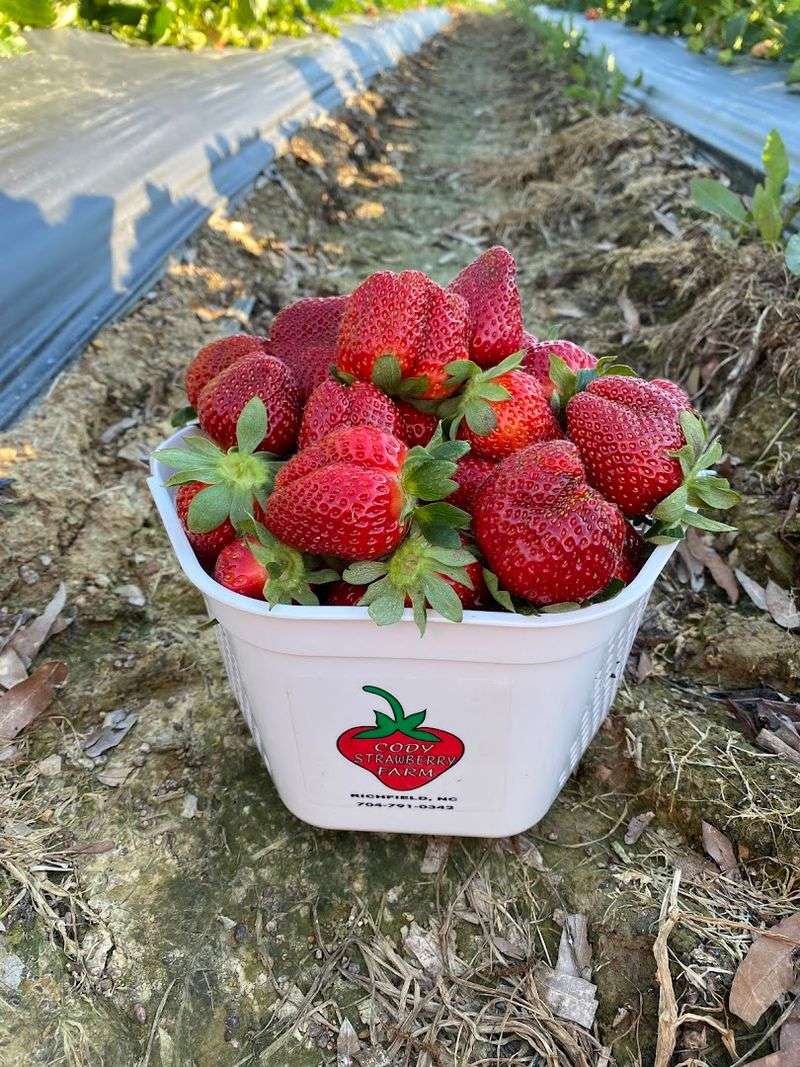 Cody Strawberry Farm (Richfield)