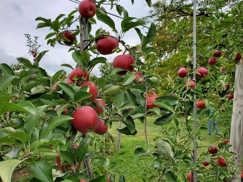 Apple Picking in the Orchard