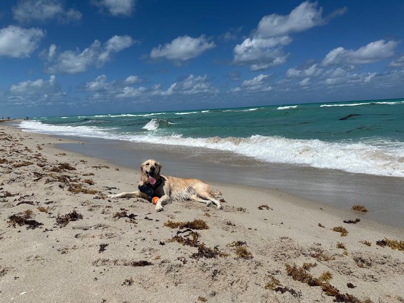 Bark Beach at North Shore Open Space Park (Miami Beach)